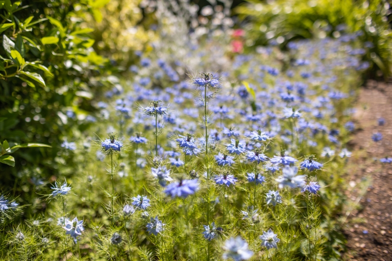 Rookley Gardens